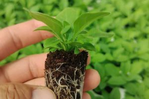 Nông nghiệp xanh tạo sản phẩm xanh